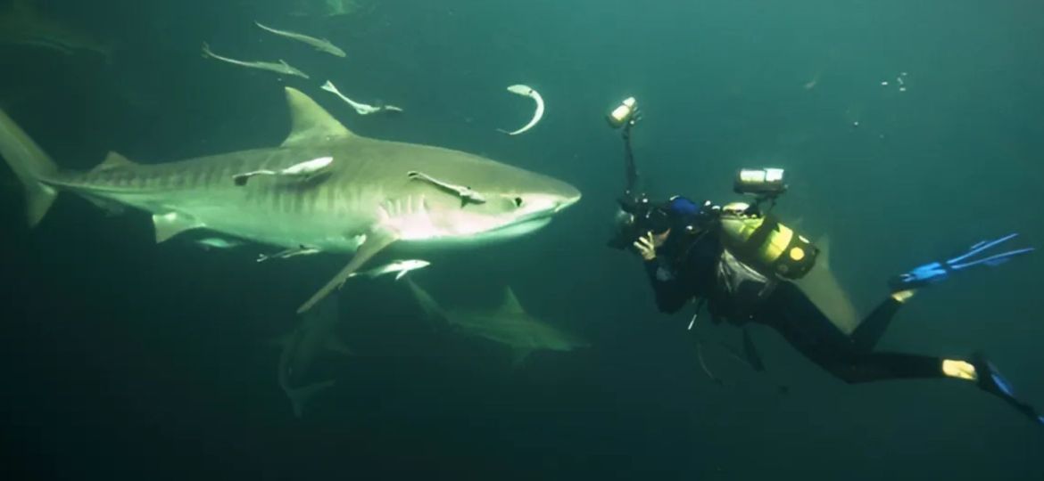 Fiona Ayerst - Padi mermaid instructor in New Zealand