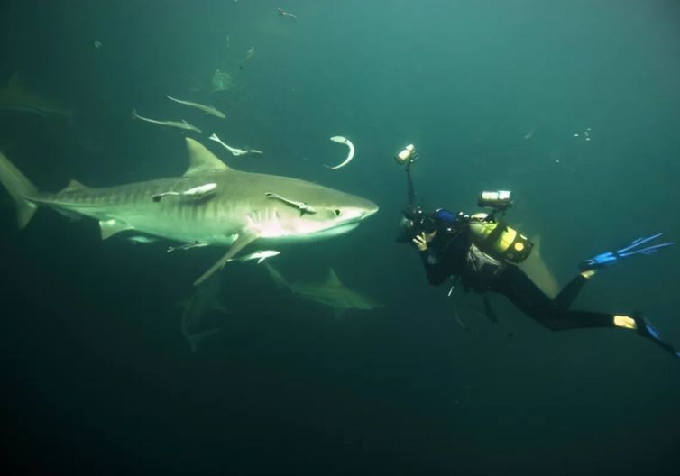 Fiona Ayerst - Padi mermaid instructor in New Zealand