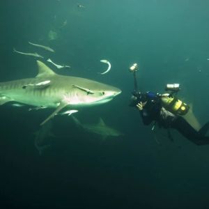 Fiona Ayerst - Padi mermaid instructor in New Zealand